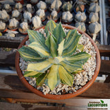 Agave potatorum var. isthmensis 'Striata'