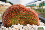 Echinocereus rigidissimus f. cristata