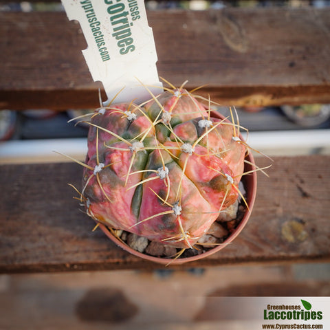 Gymnocalycium paraguayense variegated