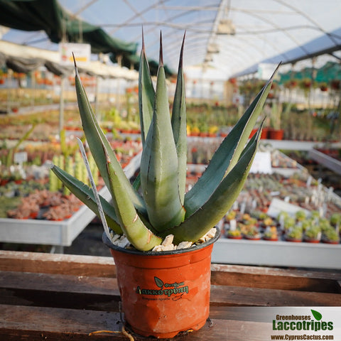 Agave nigra