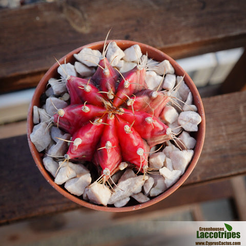 Gymnocalycium sp. variagated