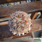 Gymnocalycium spegazzinii