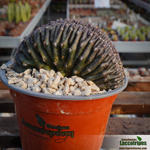 Echinopsis sp. f. cristata cv. Mauve