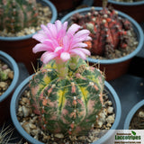 Gymnocalycium paraguayense variegated