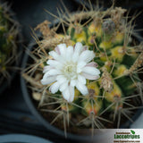 Gymnocalycium damsii variegated