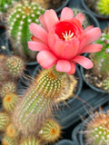 Echinopsis hybrid