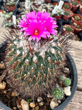 Turbinicarpus saueri