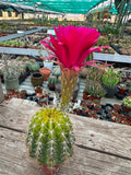 Trichocereus hybrid - Pink