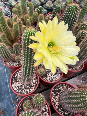 Trichocereus hybrid - Yellow