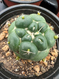 Coryphantha elephantidens inermis