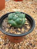 Coryphantha elephantidens inermis