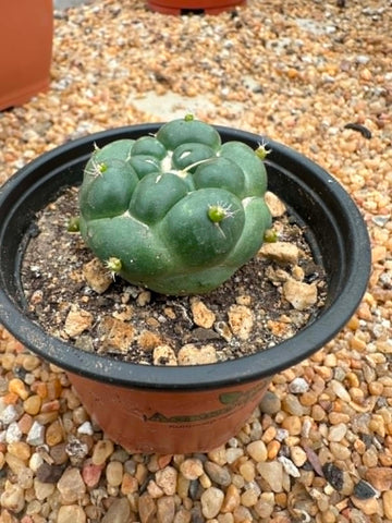 Coryphantha elephantidens inermis