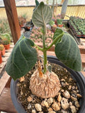 Matelea cyclophylla