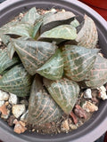 Haworthia comptoniana