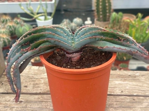 Aloe suprafoliata