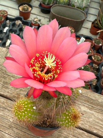 Trichocereus hybrid - Sunset Pink