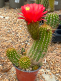Trichocereus Hybrid Red