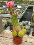 Trichocereus hybrid - Sunset Pink