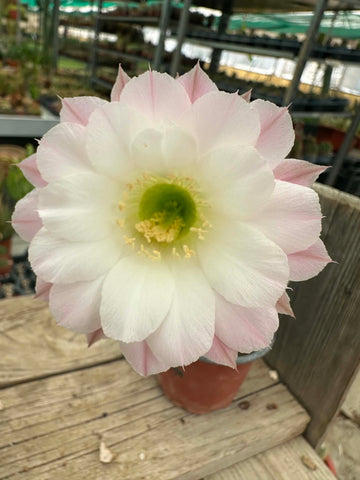 Echinopsis hybrid - Blush Pink