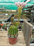Echinopsis hybrid - Blush Pink