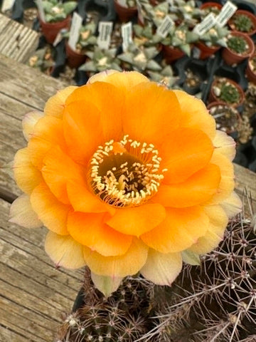 Echinopsis hybrid - Sunset Orange Bloom