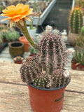 Echinopsis hybrid - Sunset Orange Bloom