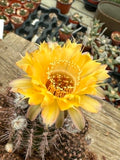 Echinopsis hybrid - Sunshine Yellow Bloom