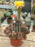 Echinopsis hybrid - Sunshine Yellow Bloom