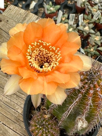 Echinopsis hybrid - Apricot Peach