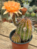 Echinopsis hybrid - Apricot Peach