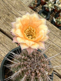 Echinopsis hybrid - Pastel Sunrise