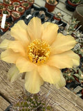 Echinopsis hybrid - Pastel Yellow