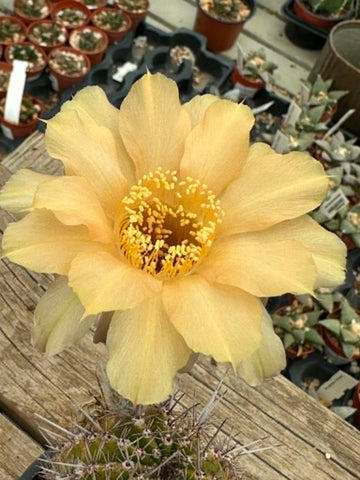Echinopsis hybrid - Pastel Yellow