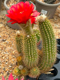 Trichocereus Hybrid Fairy Red