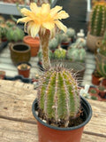 Echinopsis hybrid - Pastel Yellow