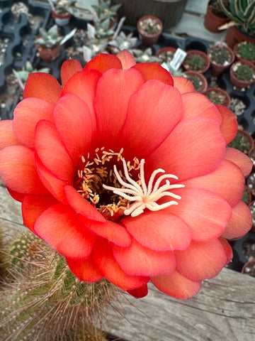 Trichocereus hybrid - Coral Red