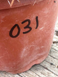 Trichocereus hybrid - Coral Red