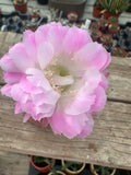 Echinopsis hybrid - Pink Beauty