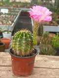Echinopsis hybrid - Pink Beauty
