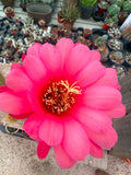 Trichocereus hybrid - Hot Pink