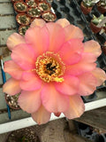 Trichocereus hybrid - Sunset Pink
