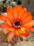 Trichocereus hybrid - Vibrant Orange
