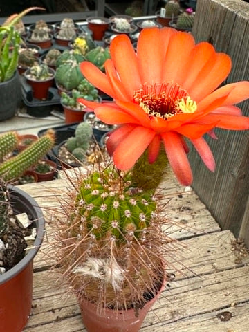 Trichocereus hybrid - Vibrant Orange