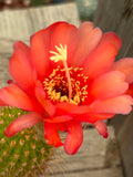 Trichocereus hybrid - Sunset Glow