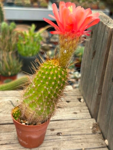 Trichocereus hybrid - Sunset Glow