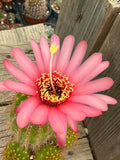 Trichocereus hybrid - Sunset Pink Bloom