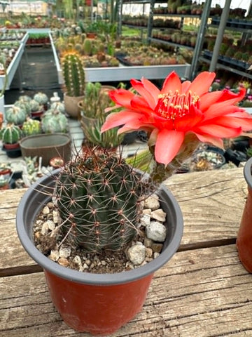 Lobivia sp - Vermilion
