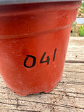 Lobivia sp - Vermilion