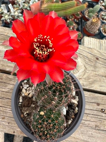 Lobivia sp - Vibrant Red