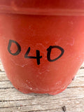 Lobivia sp - Vibrant Red